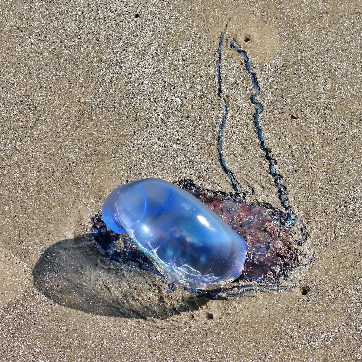 Portuguese Man o' War - ML645890730