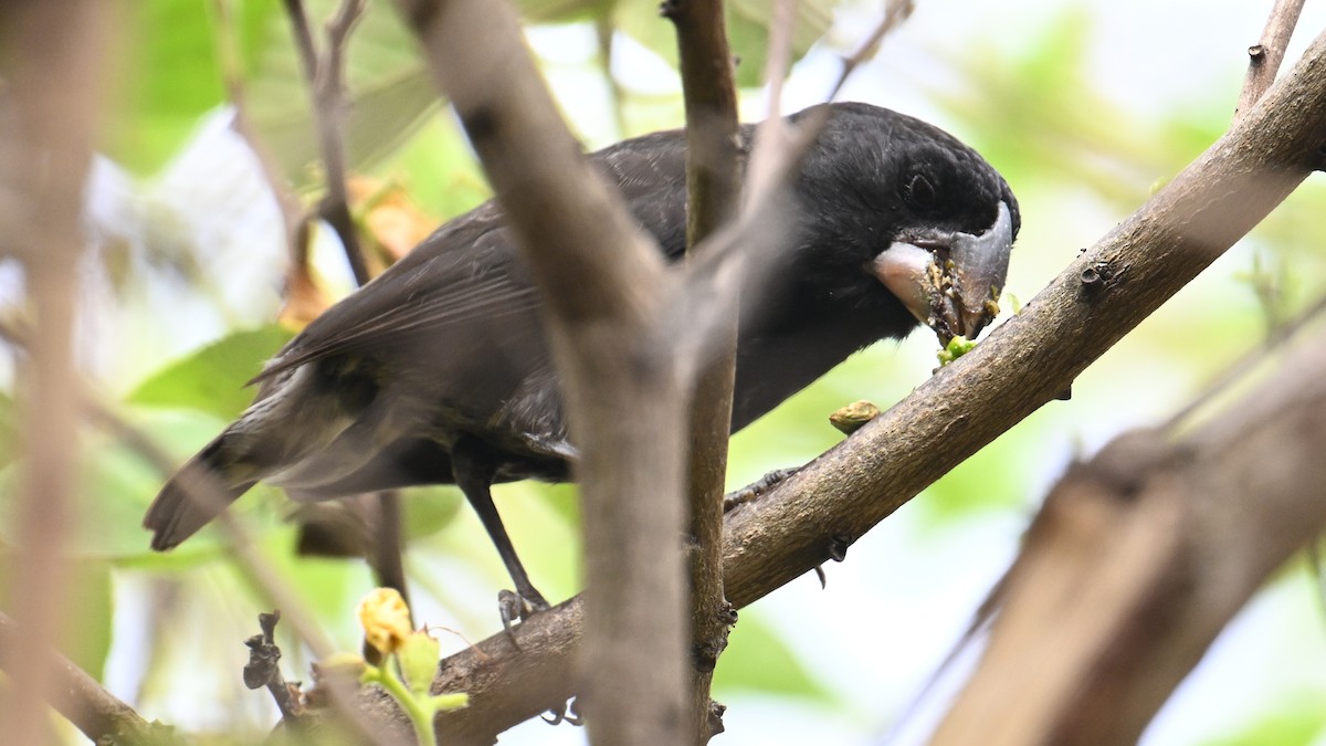 Large Ground-Finch - ML645890733