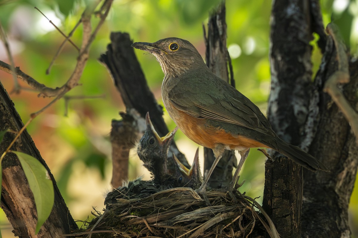 Rufous-bellied Thrush - ML645890737