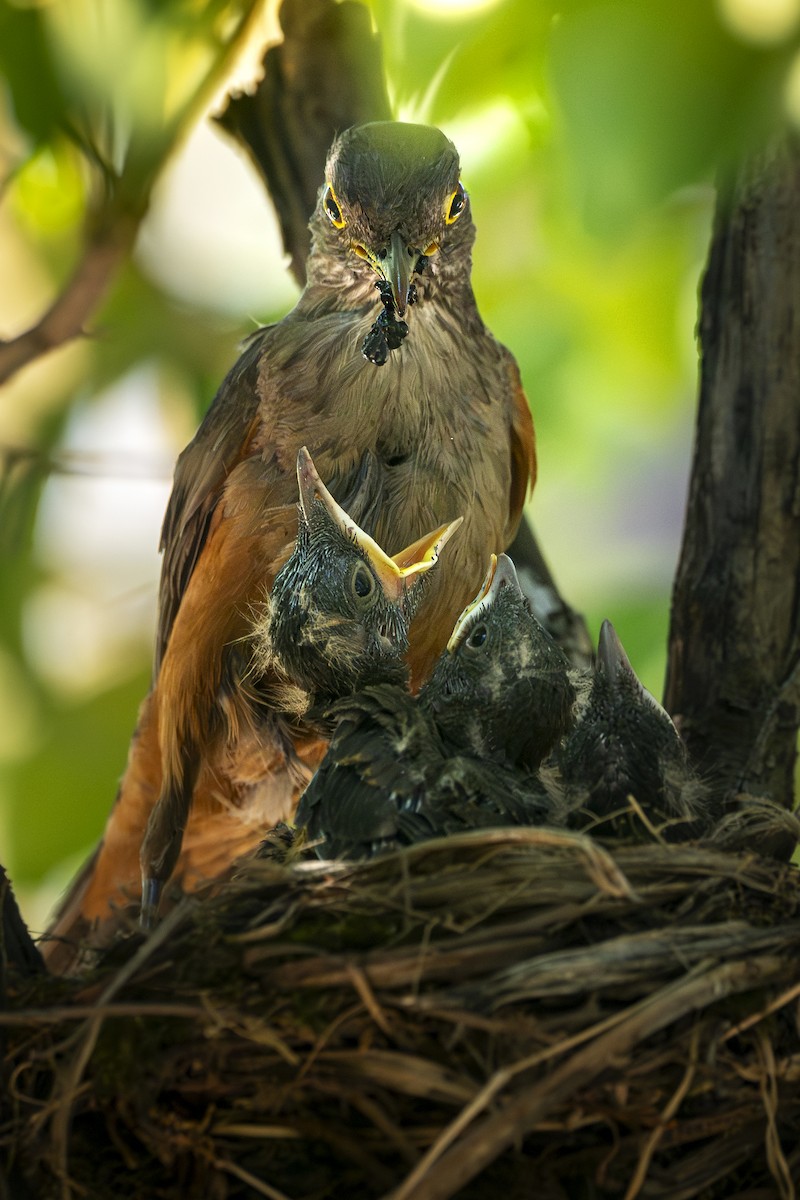 Rufous-bellied Thrush - ML645890738