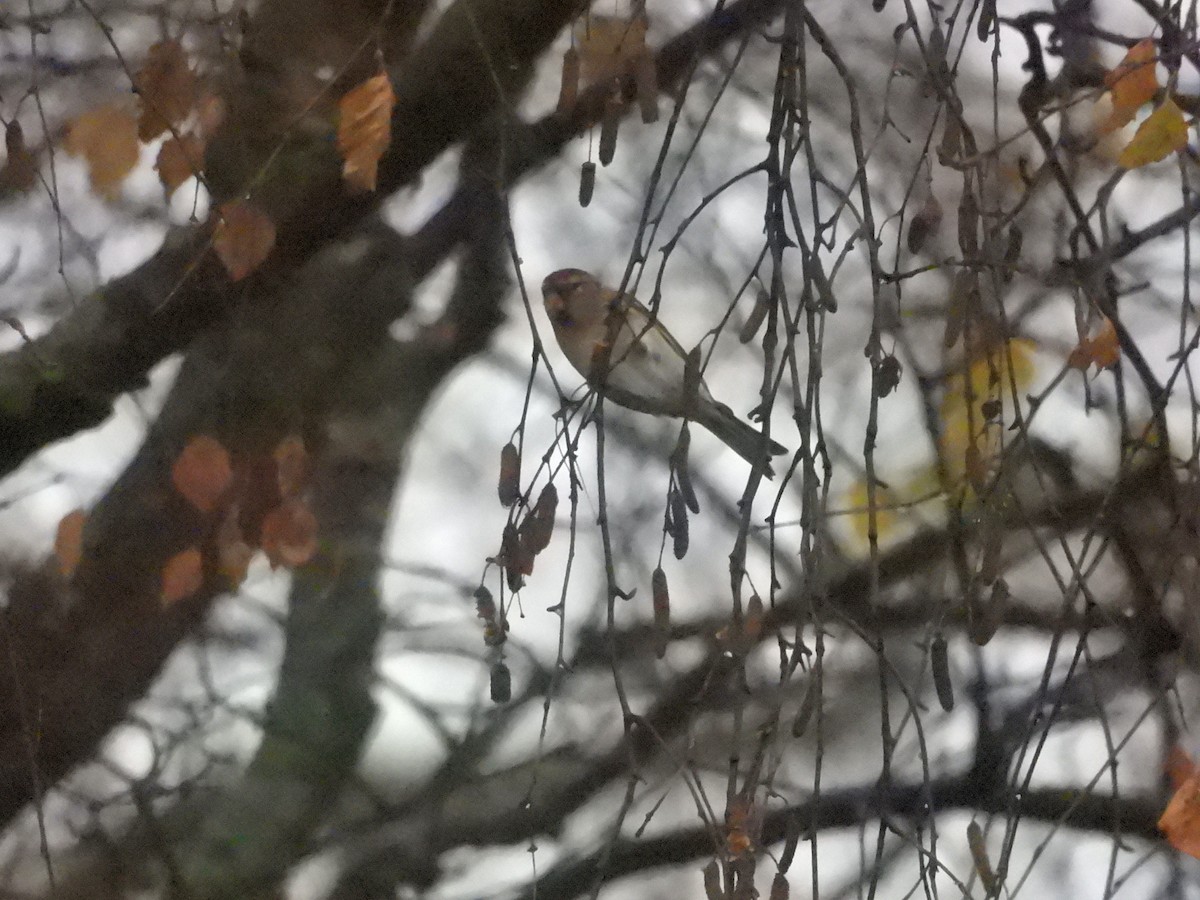 Redpoll - ML645890741