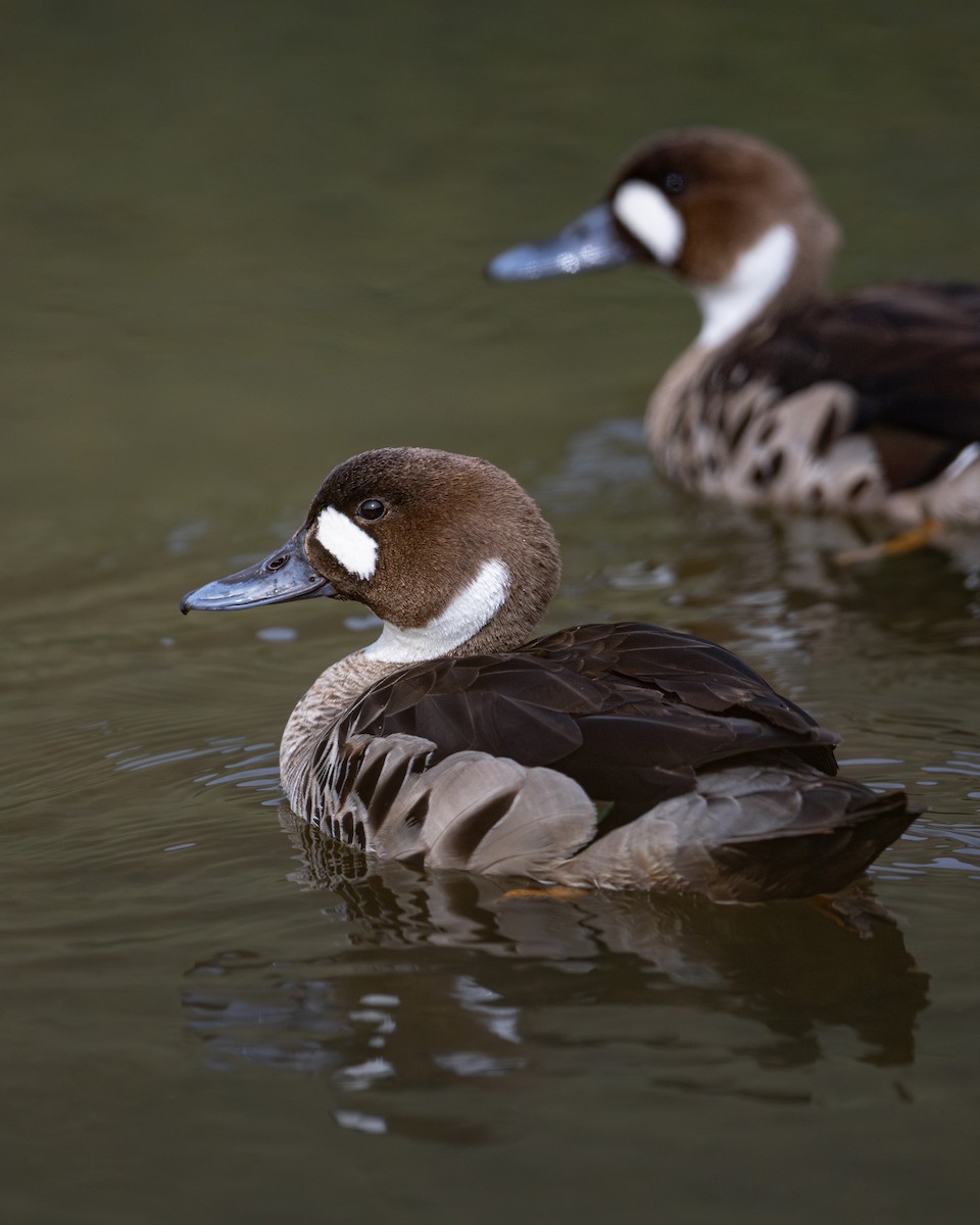 Бронзовокрылая утка - ML645890744