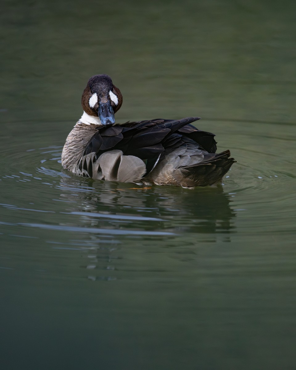 Бронзовокрылая утка - ML645890745