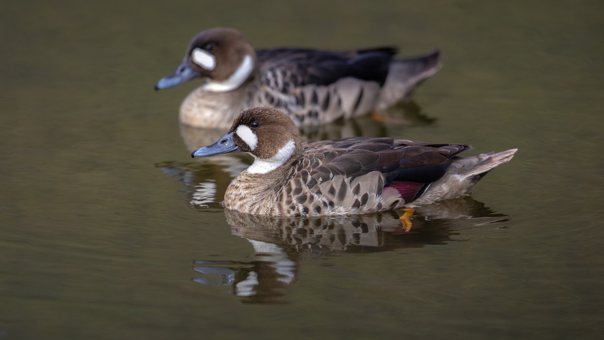 Бронзовокрылая утка - ML645890746