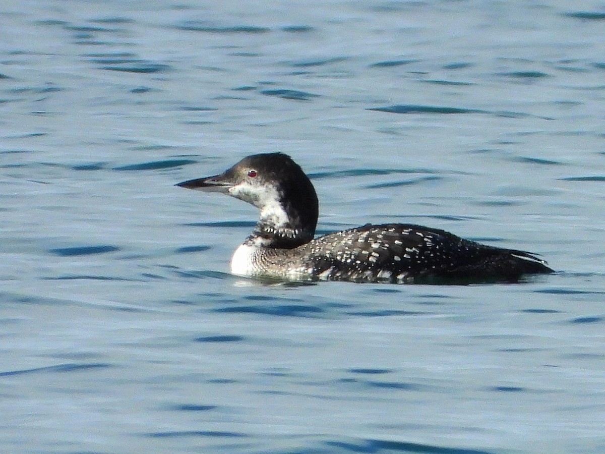 Common Loon - ML645890747