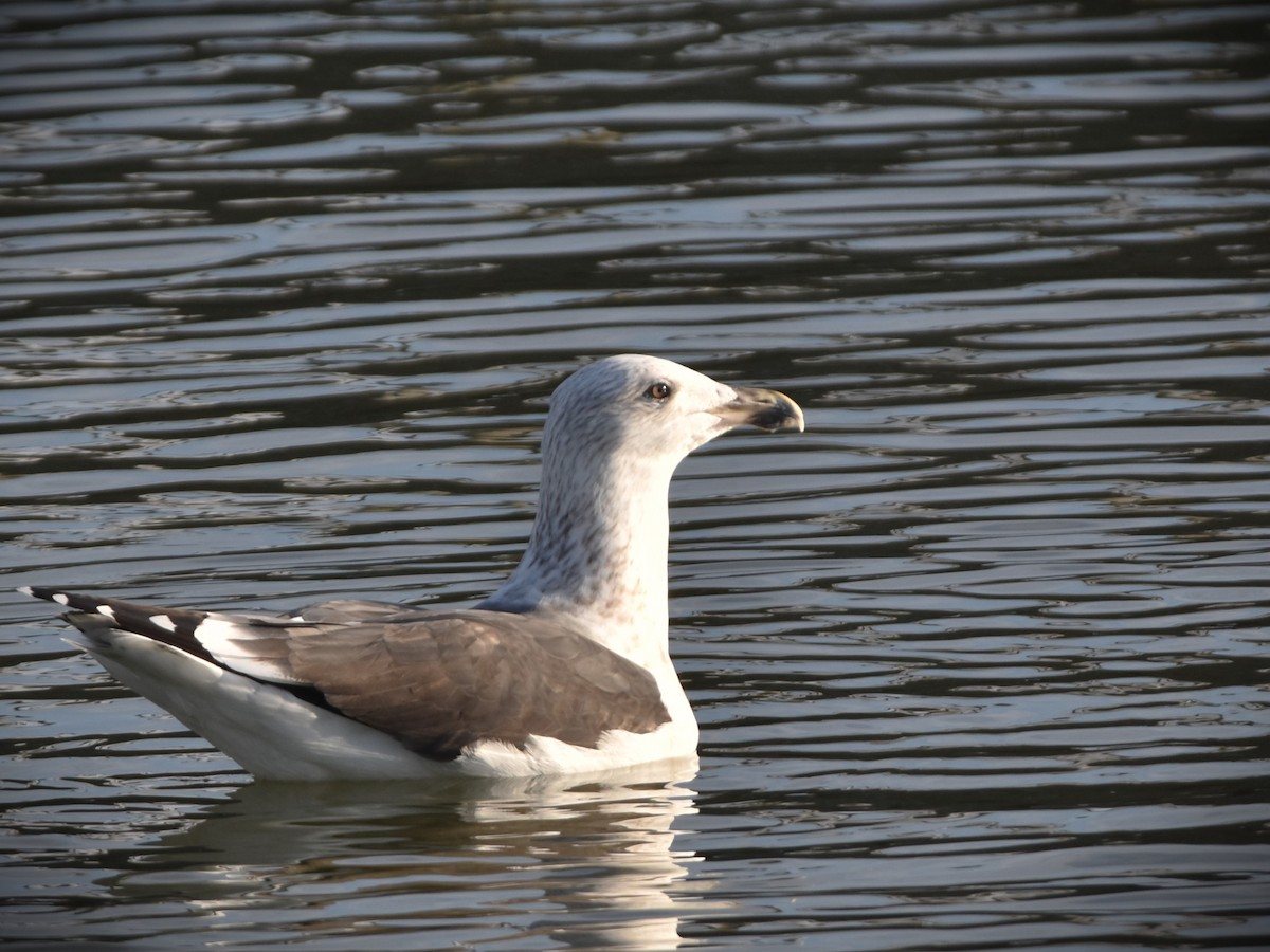 Great Black-backed Gull - ML645890763