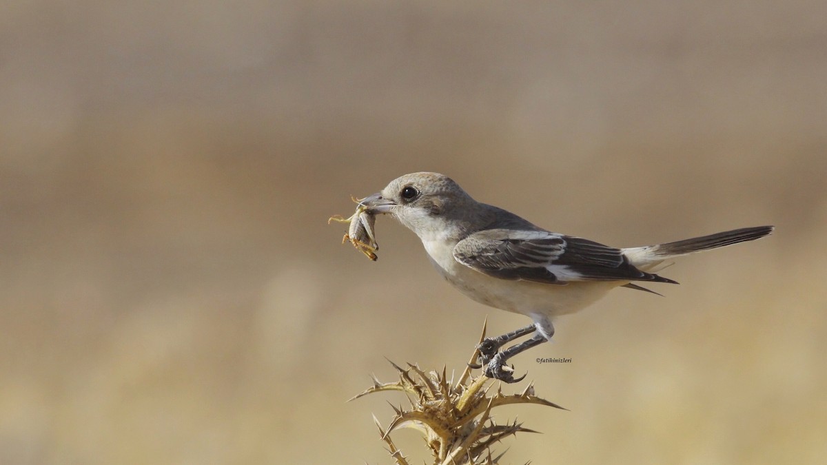 Woodchat Shrike - ML645890773