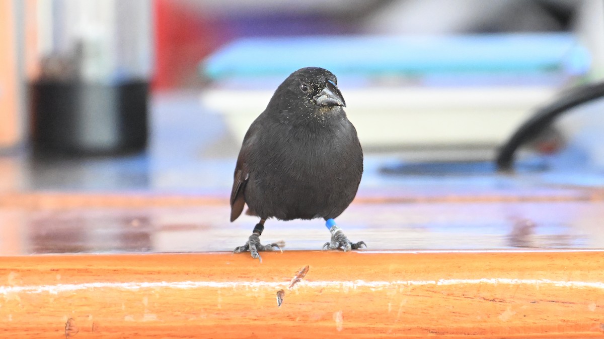 Géospize des cactus - ML645890775