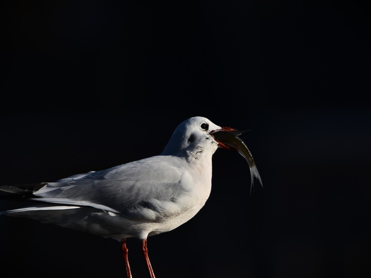 Black-headed Gull - ML645890781