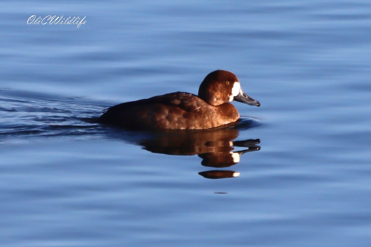 スズガモ - ML645890782