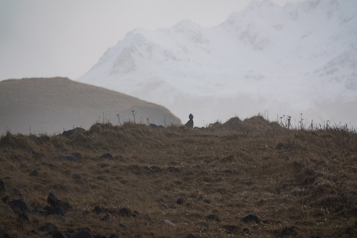 Gyrfalcon - ML645890814