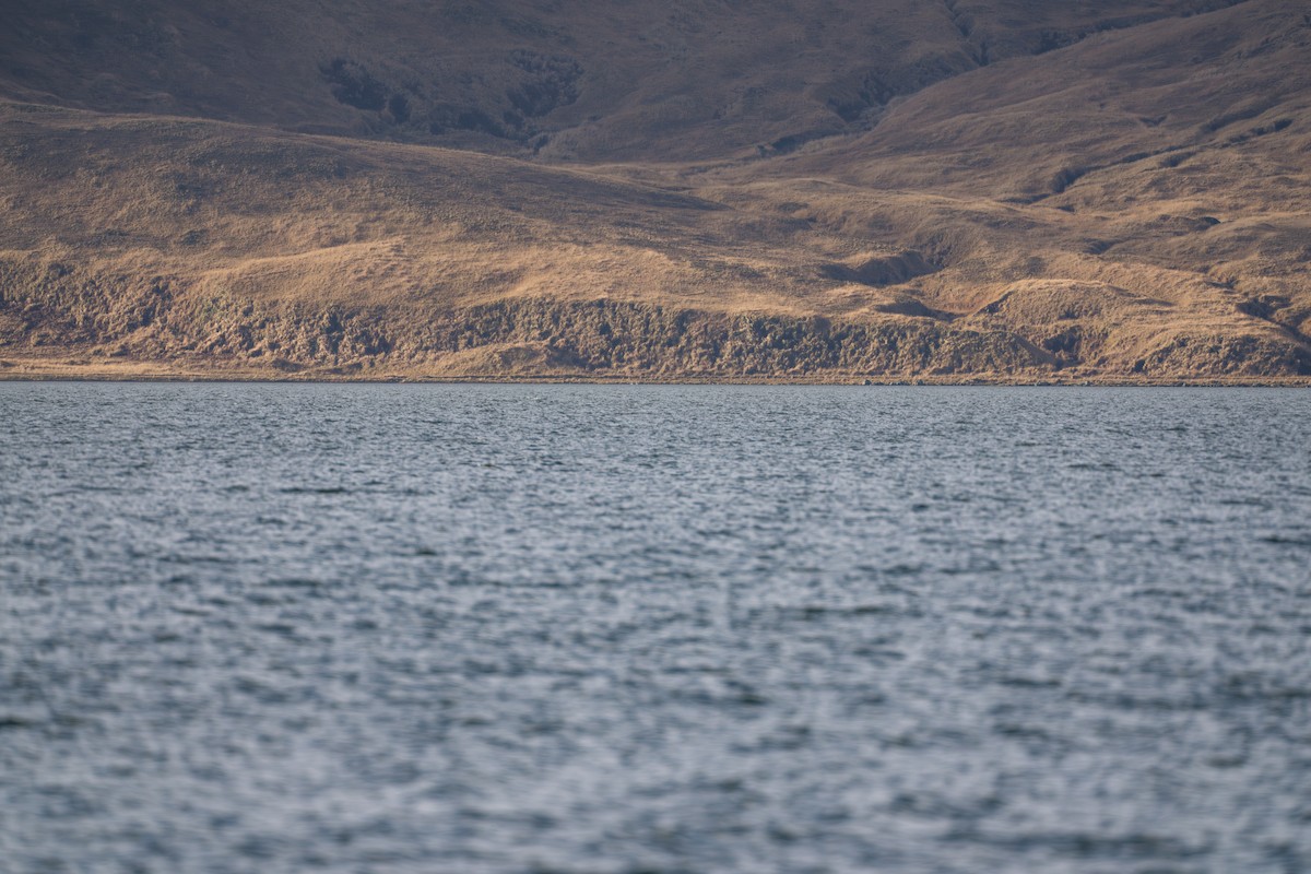 Whooper Swan - ML645890823