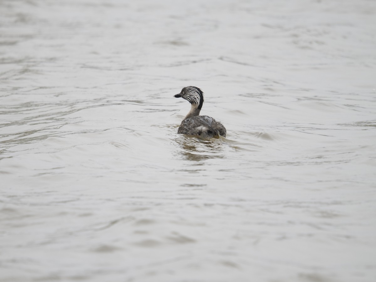 sølvhodedykker - ML645890824