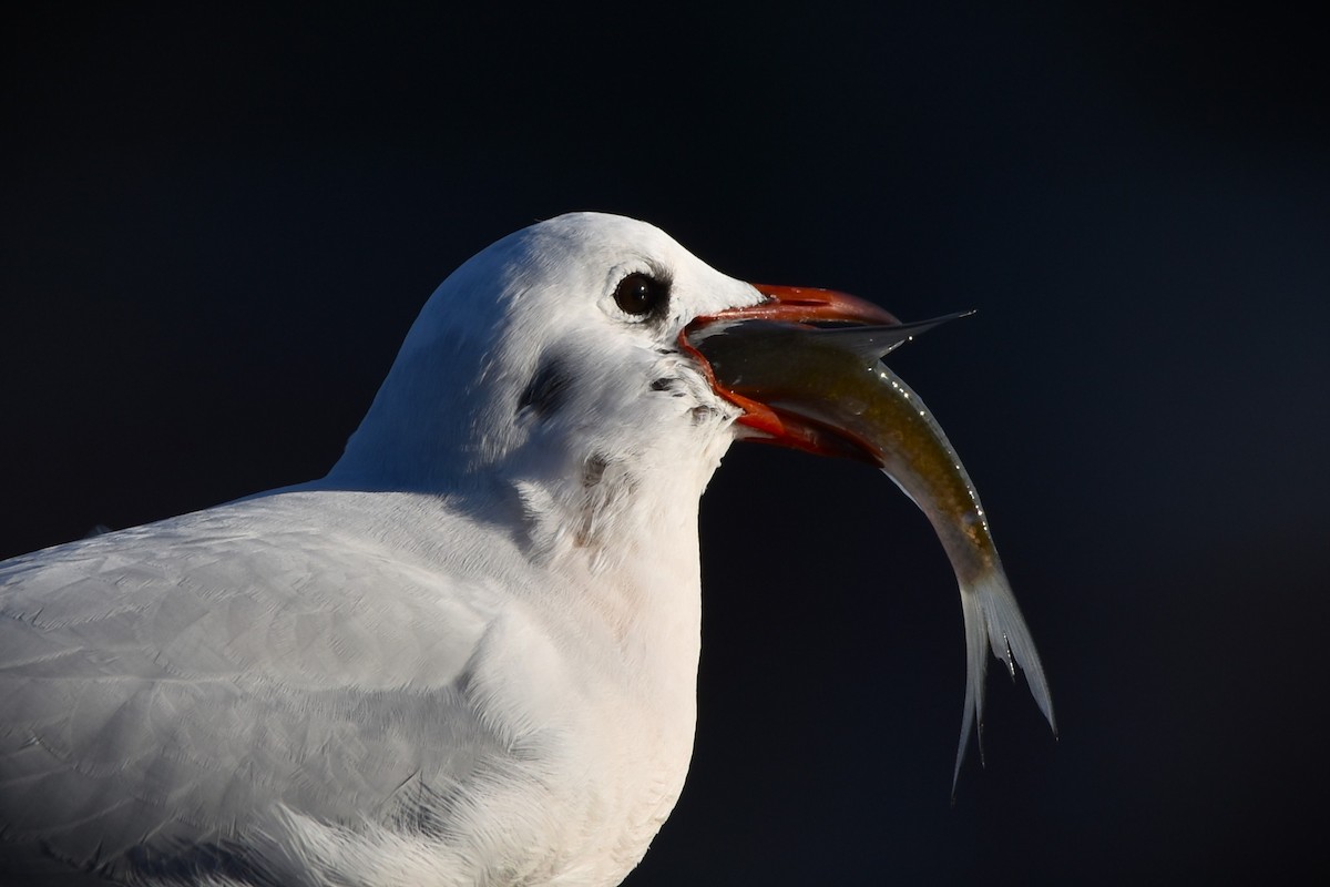 Black-headed Gull - ML645890829
