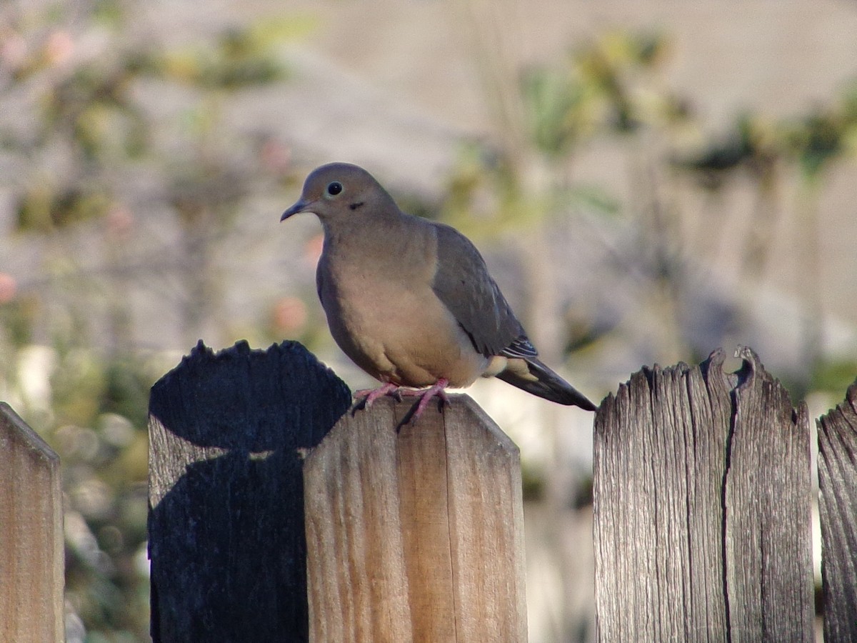 Mourning Dove - ML645890838