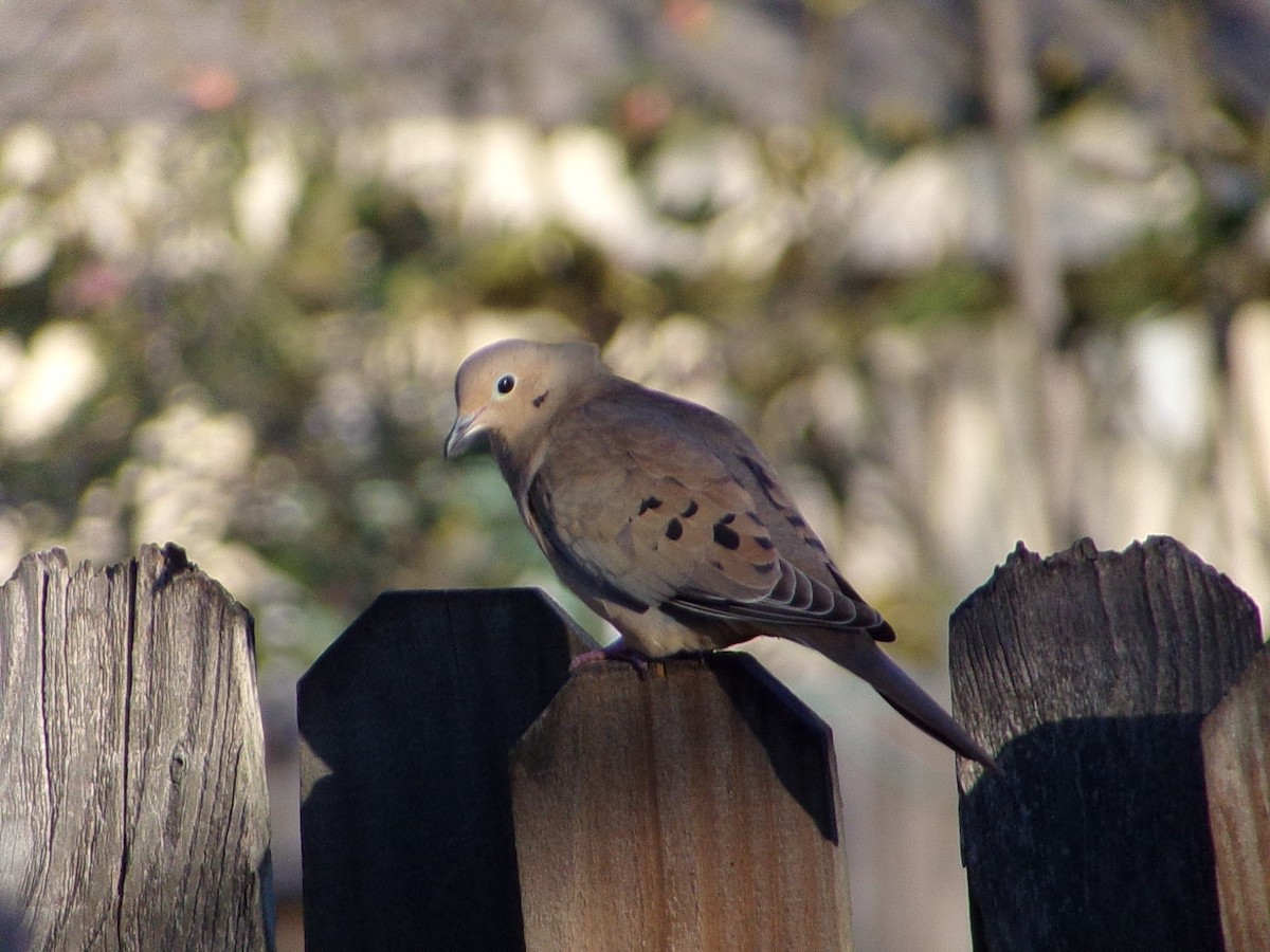Mourning Dove - ML645890839