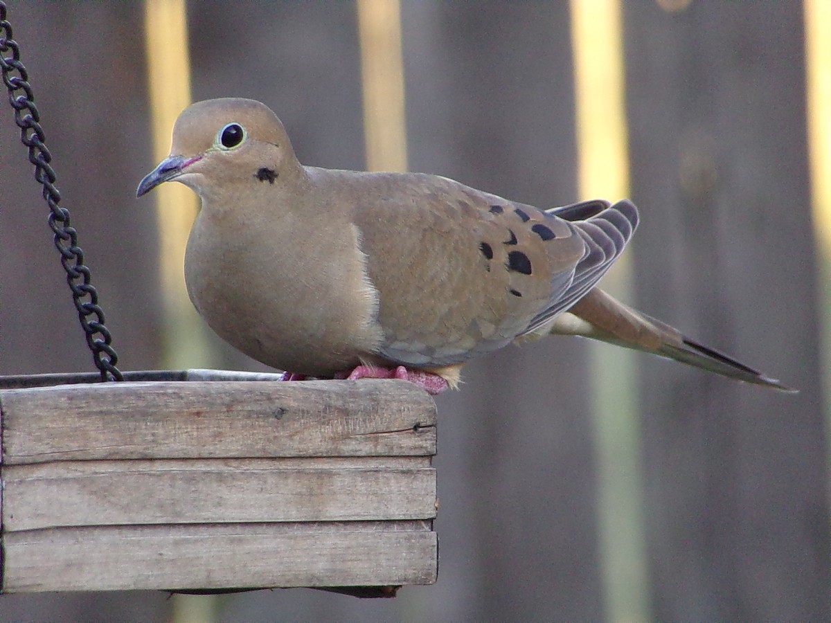 Mourning Dove - ML645890840