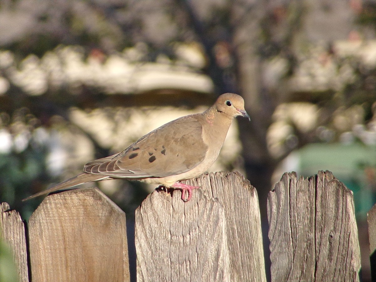 Mourning Dove - ML645890841