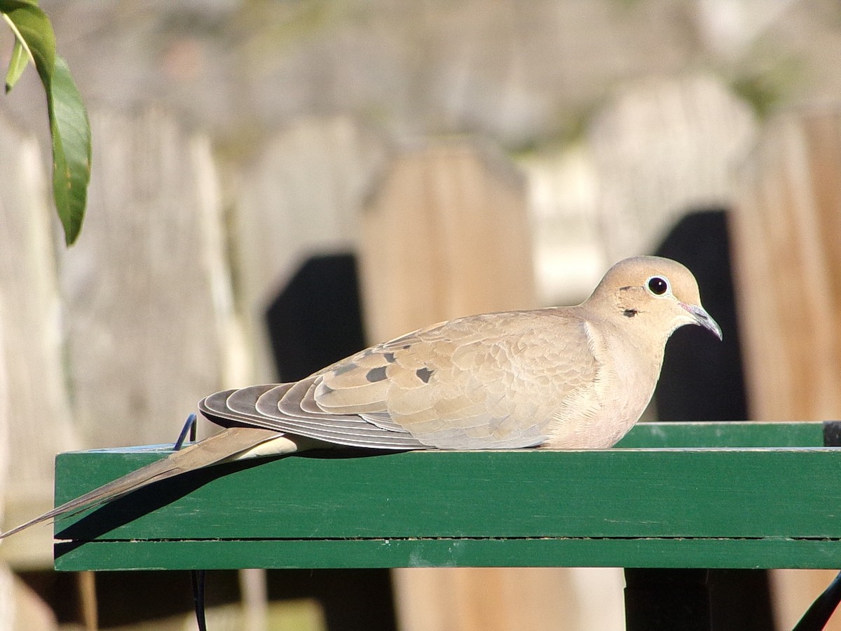 Mourning Dove - ML645890843