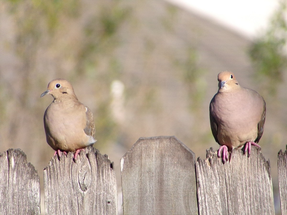 Mourning Dove - ML645890845