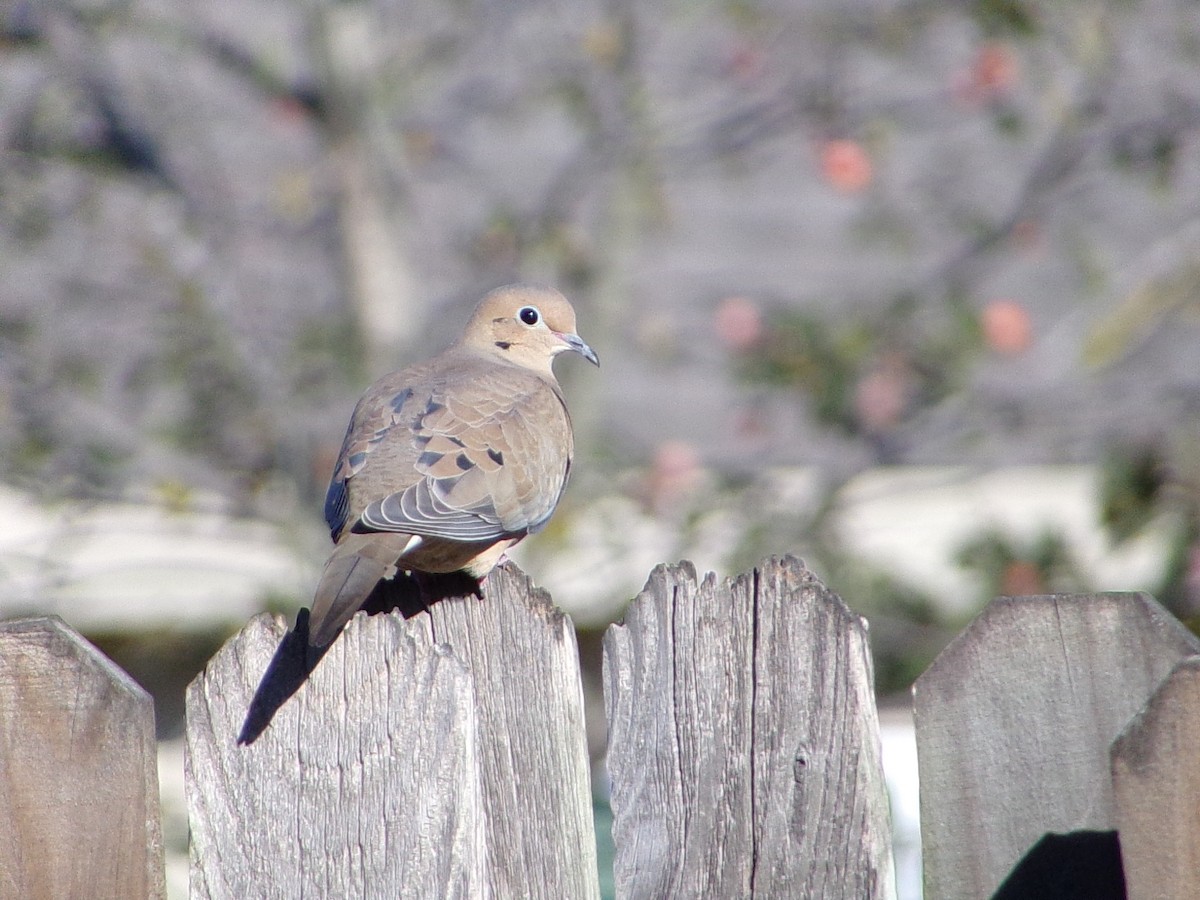 Mourning Dove - ML645890846