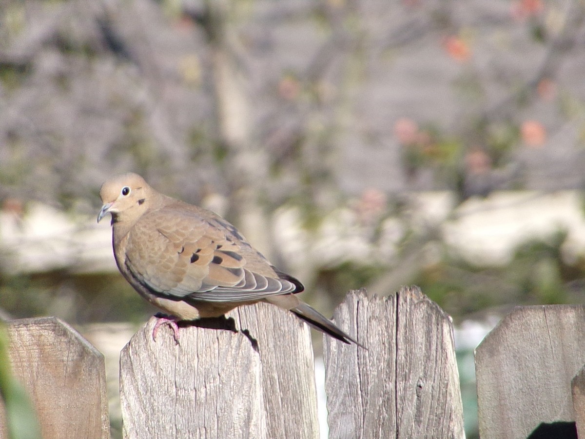 Mourning Dove - ML645890847