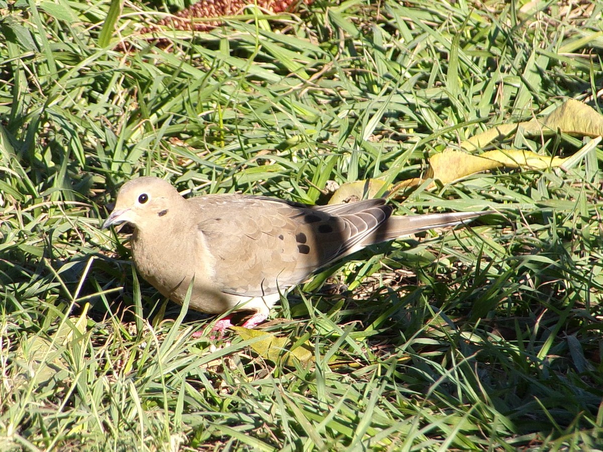 Mourning Dove - ML645890848