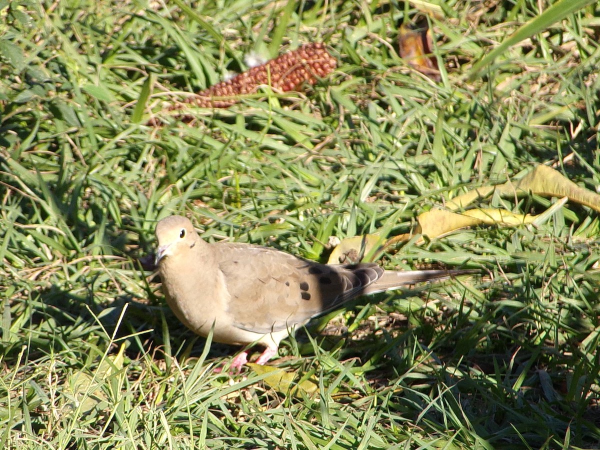 Mourning Dove - ML645890849