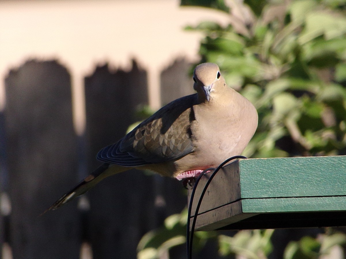 Mourning Dove - ML645890850