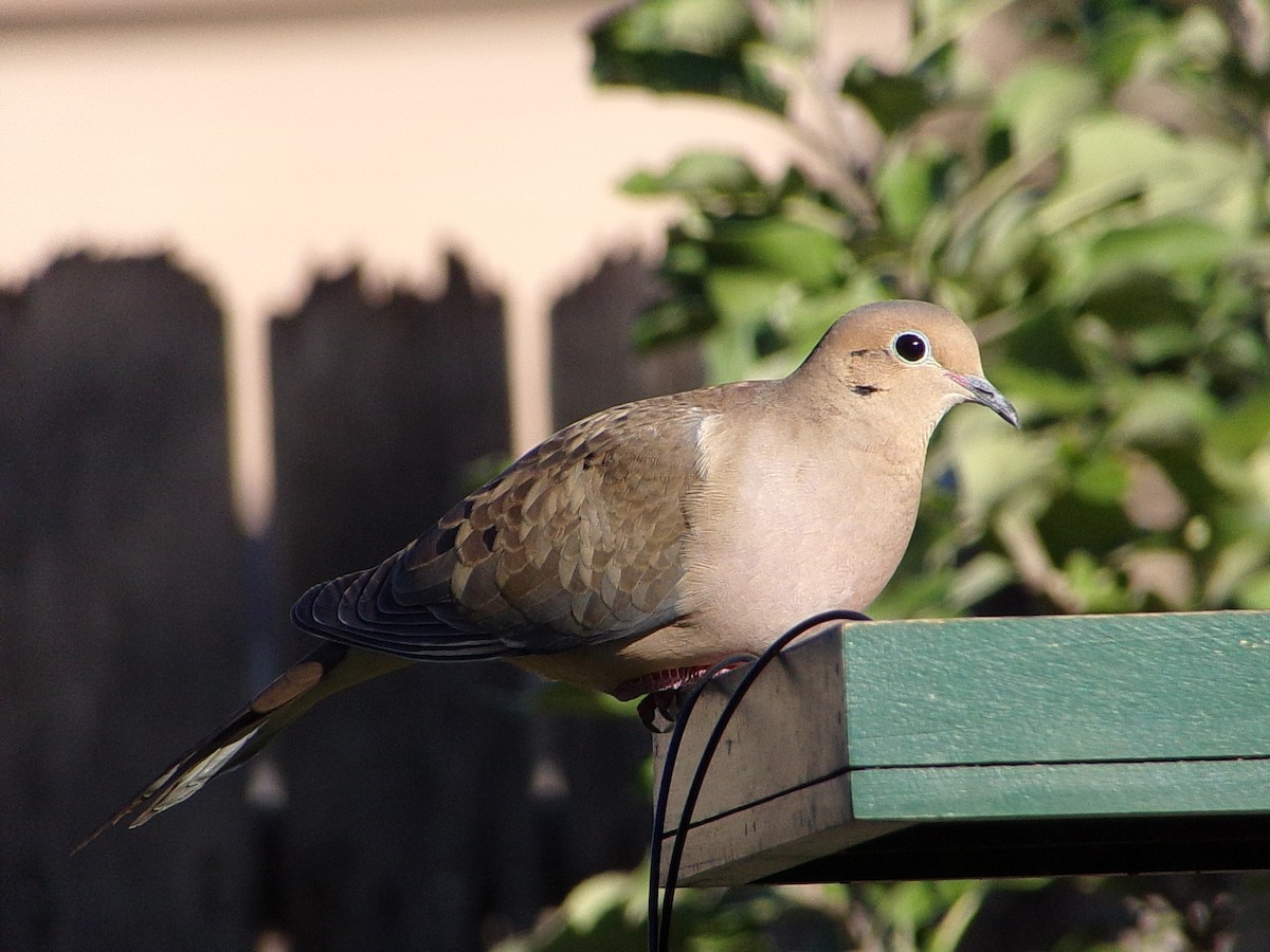 Mourning Dove - ML645890851
