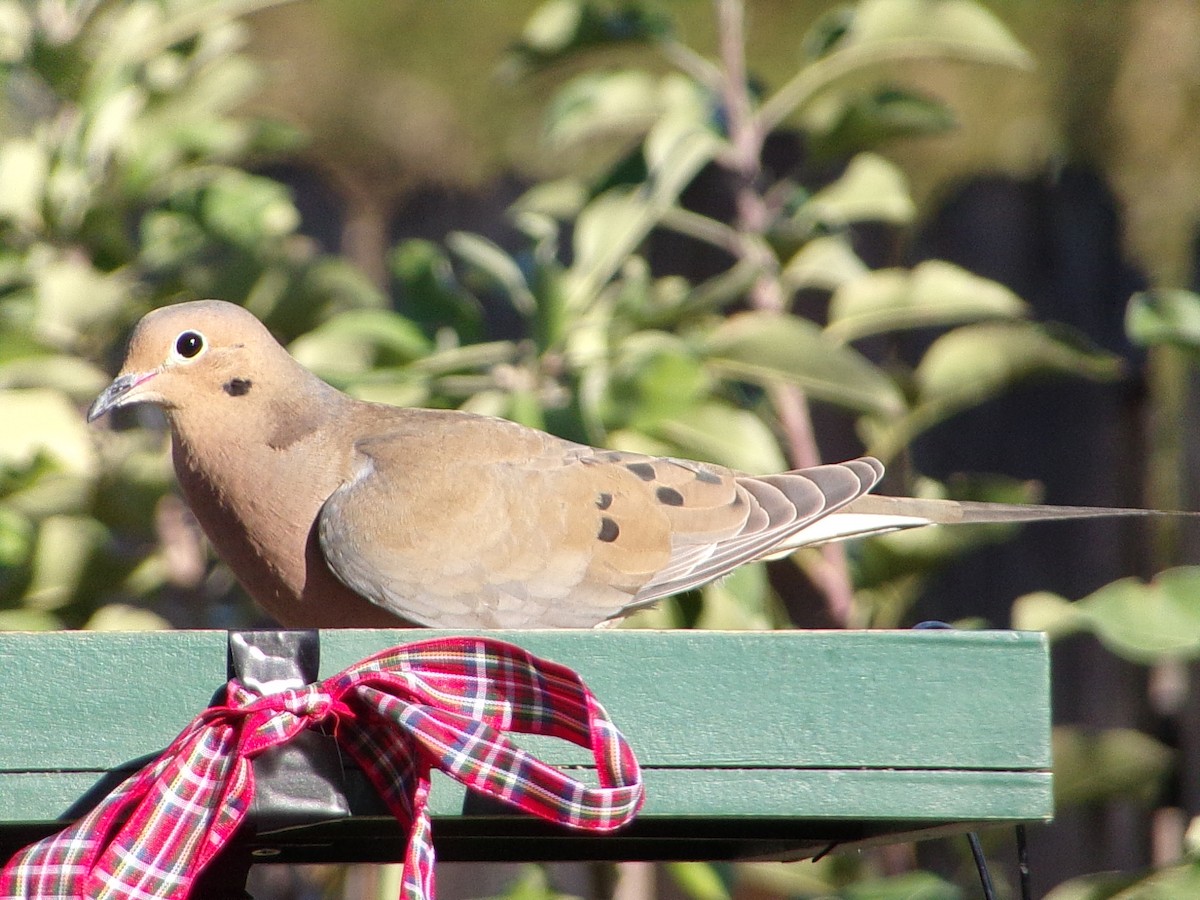 Mourning Dove - ML645890852