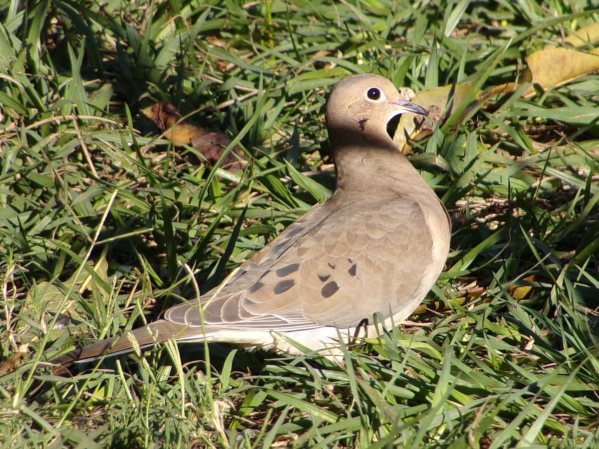 Mourning Dove - ML645890853