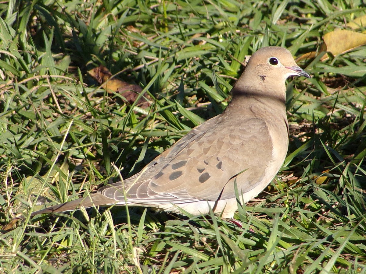 Mourning Dove - ML645890854