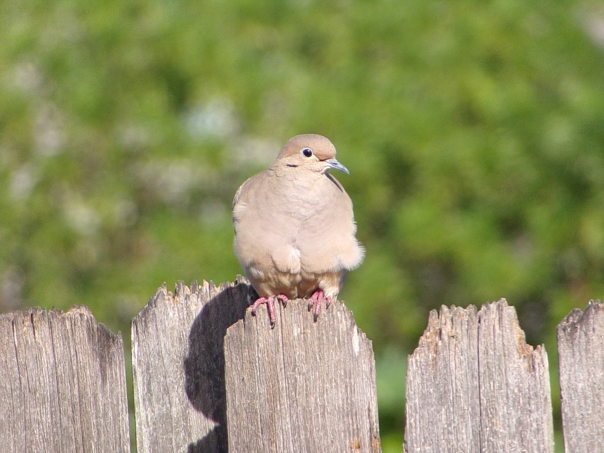Mourning Dove - ML645890855