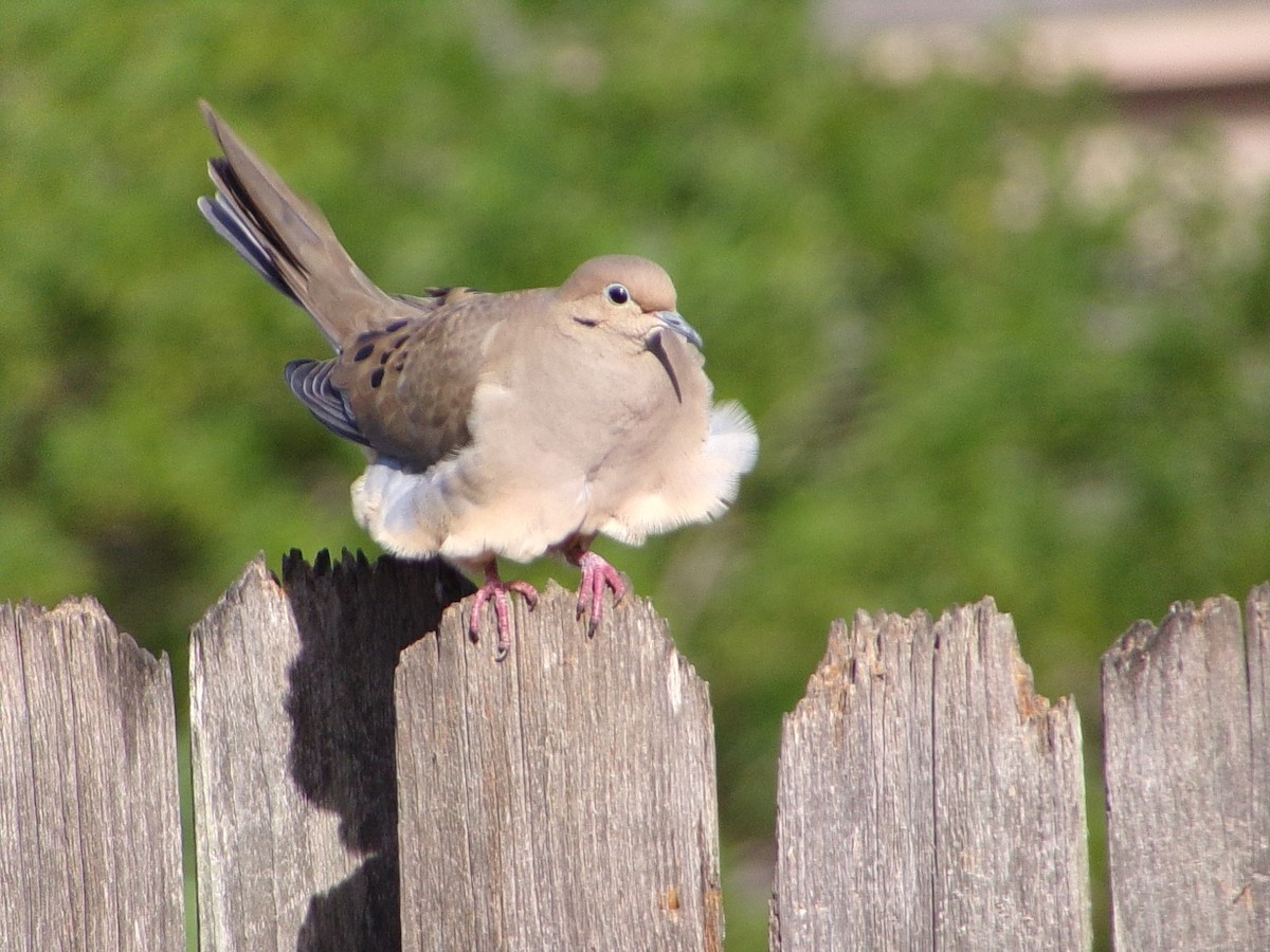 Mourning Dove - ML645890857