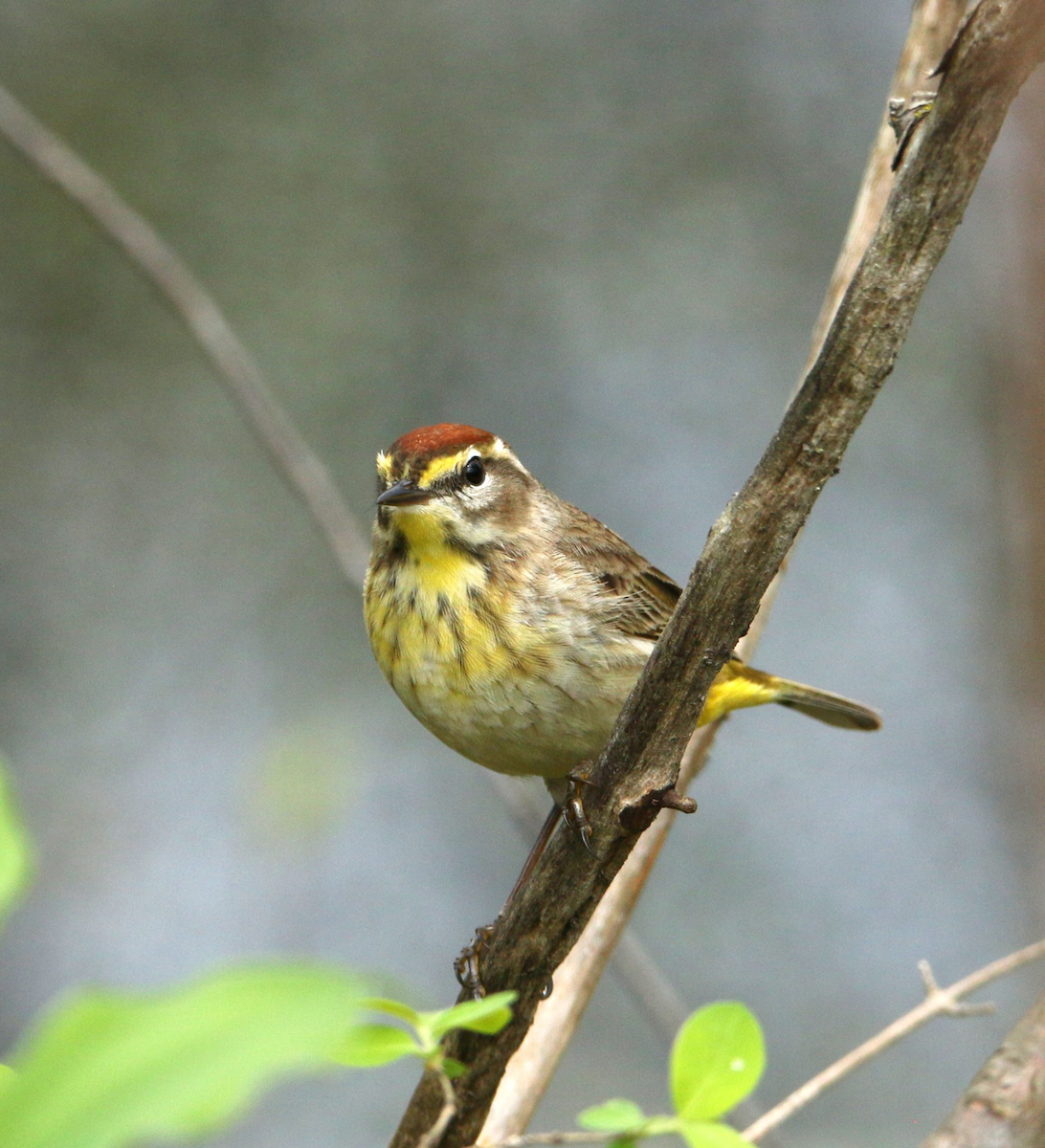 Palm Warbler - ML645890860