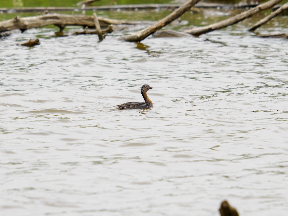 New Zealand Grebe - ML645890865