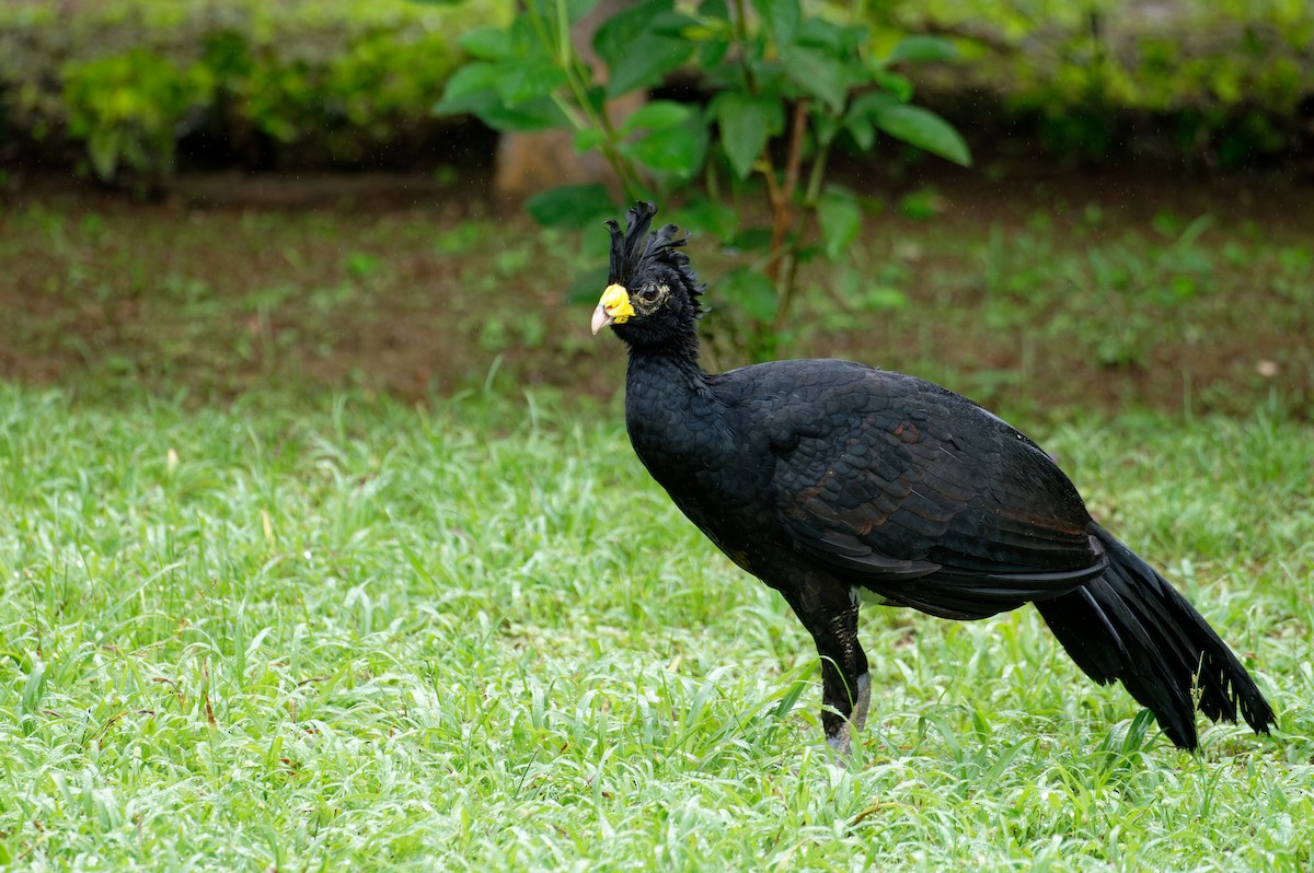 Great Curassow - ML645890867