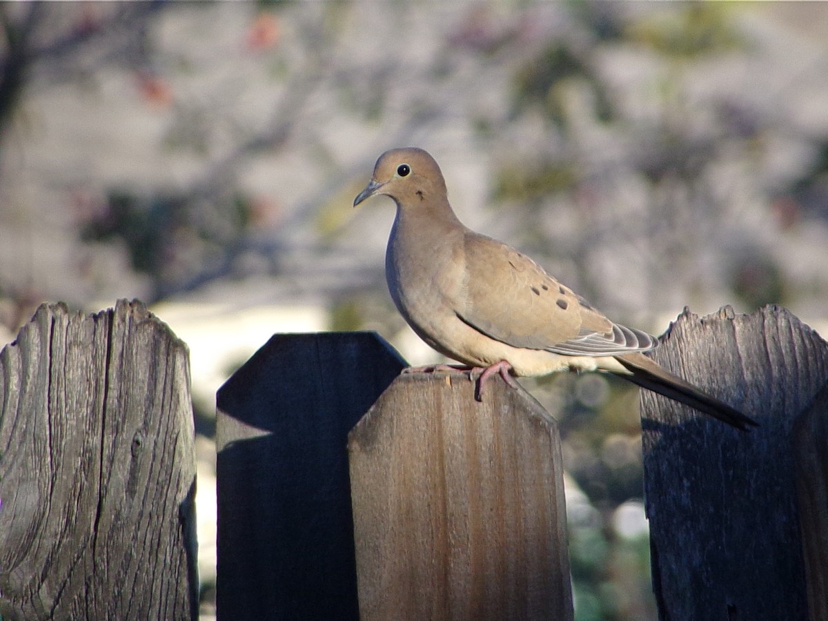 Turkey Vulture - ML645890868
