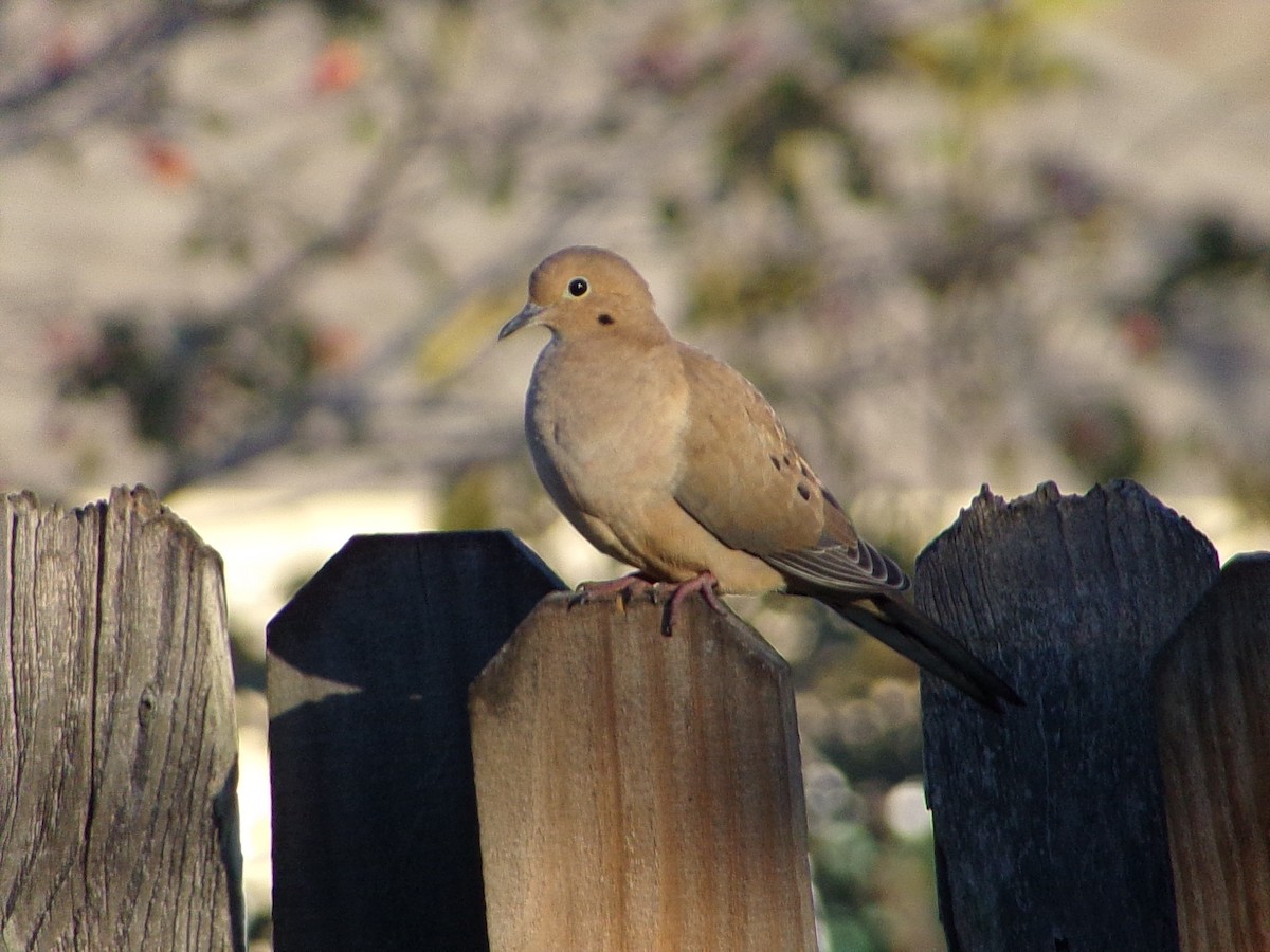 Turkey Vulture - ML645890869
