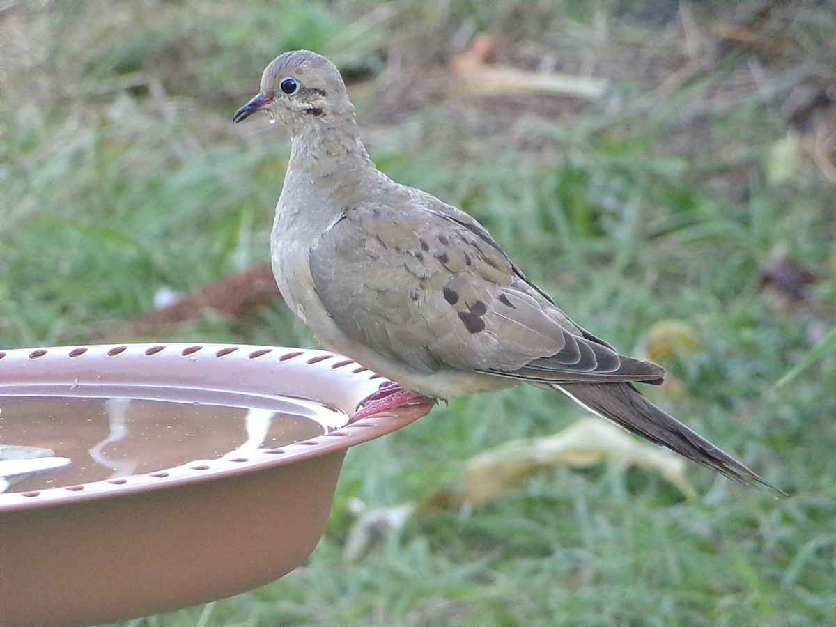 Turkey Vulture - ML645890871