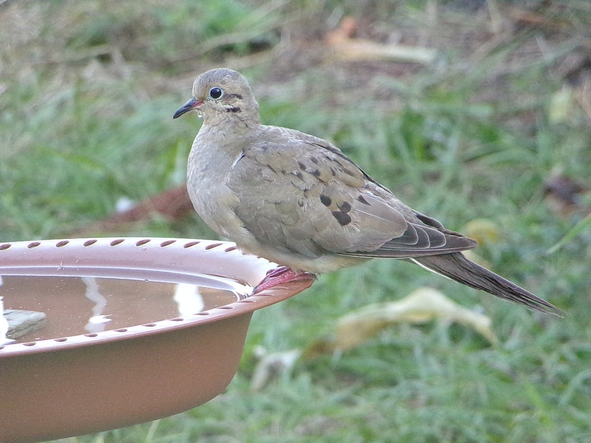 Turkey Vulture - ML645890872