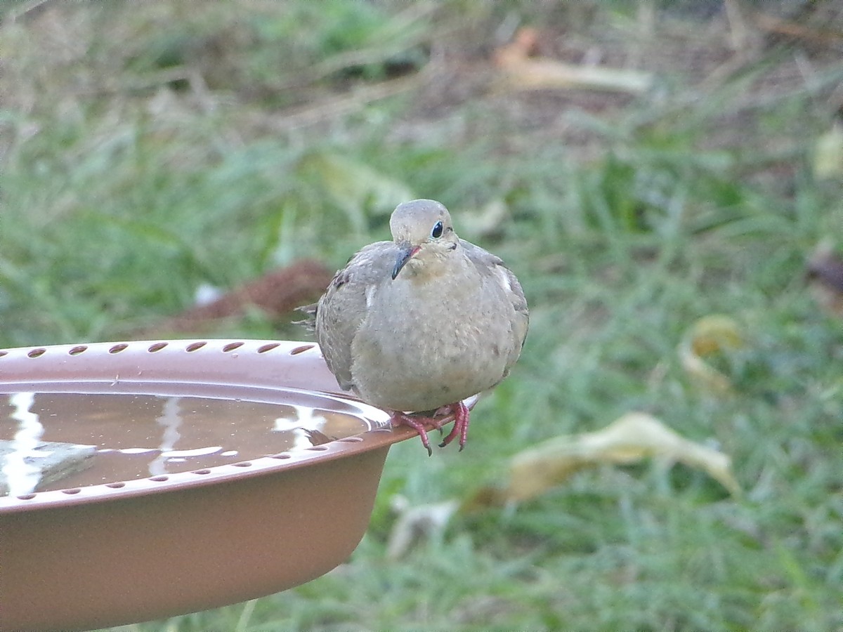 Turkey Vulture - ML645890873