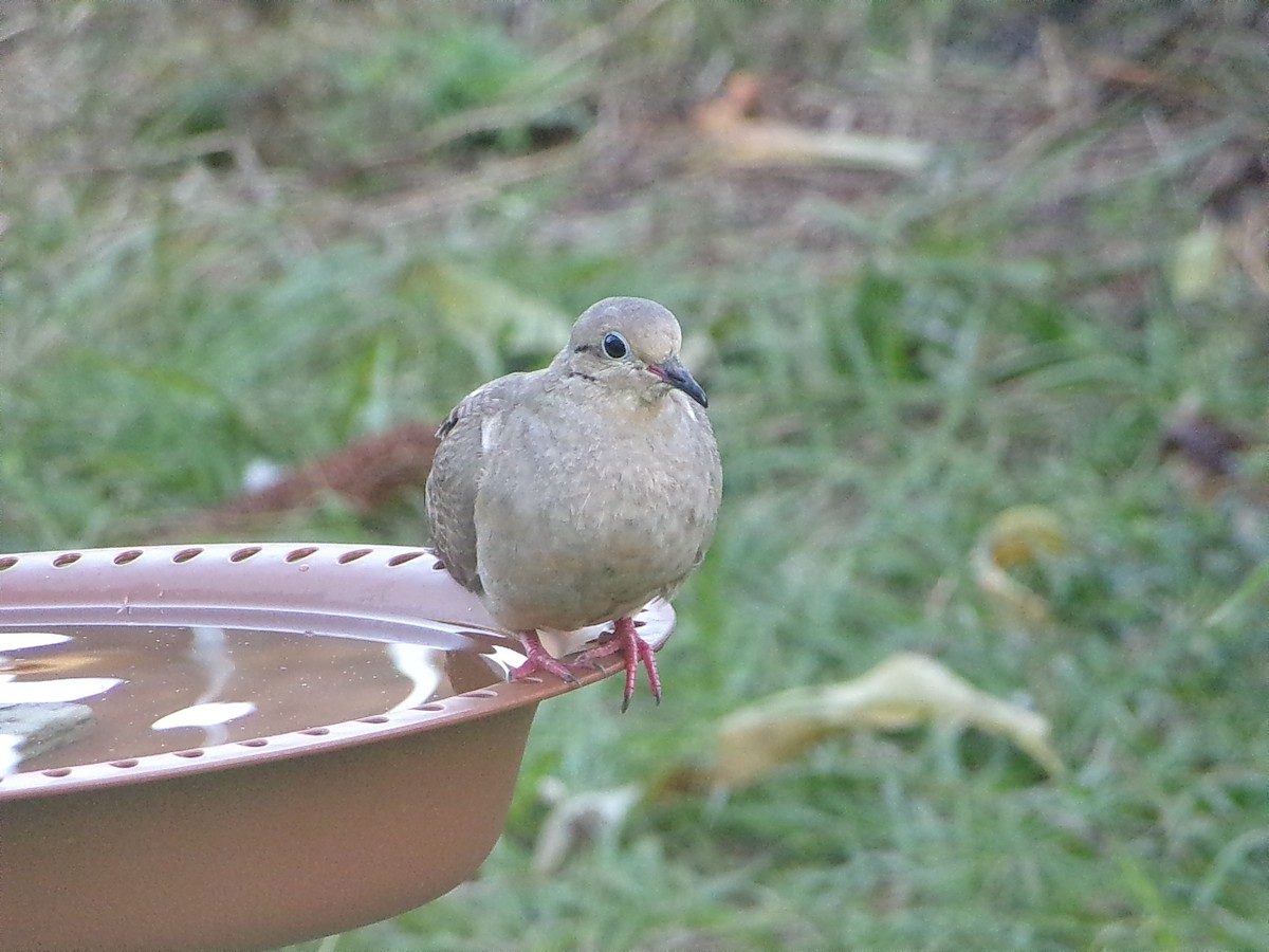 Turkey Vulture - ML645890874