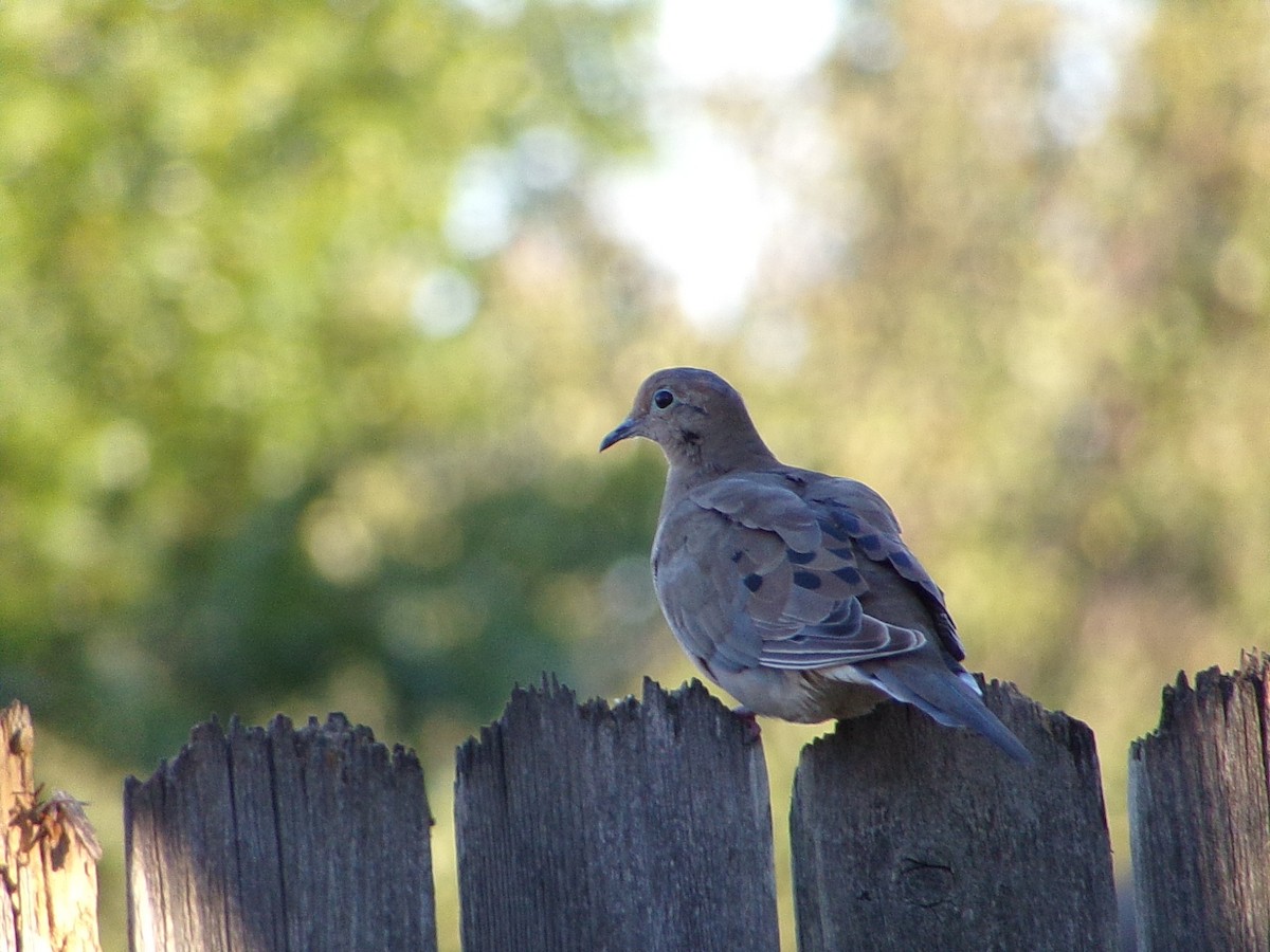 Turkey Vulture - ML645890875