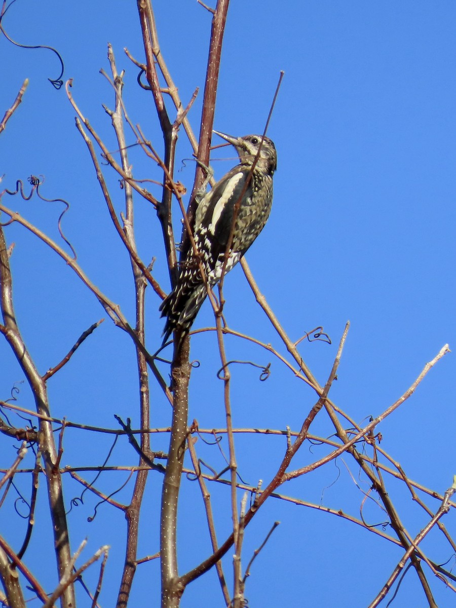 Yellow-bellied Sapsucker - ML645890876