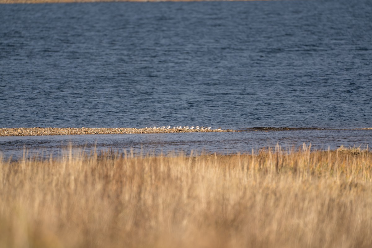 Sanderling - ML645890877