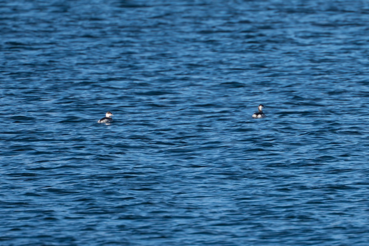 Ohrentaucher - ML645890883