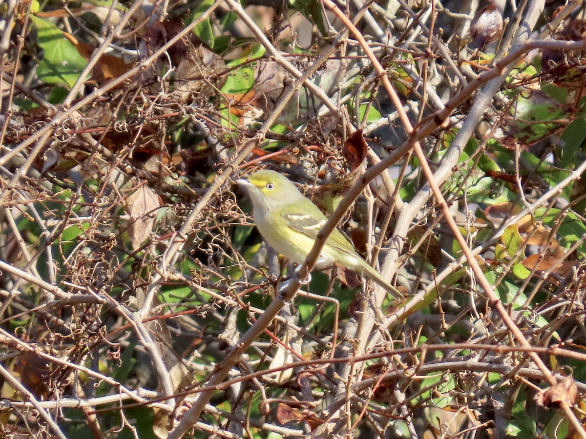 Weißaugenvireo - ML645890885