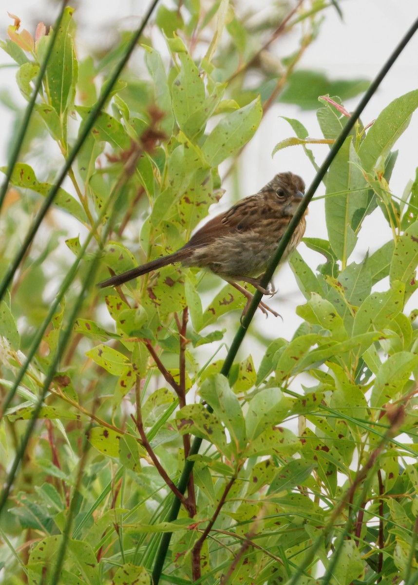 Lincolnammer - ML645890888